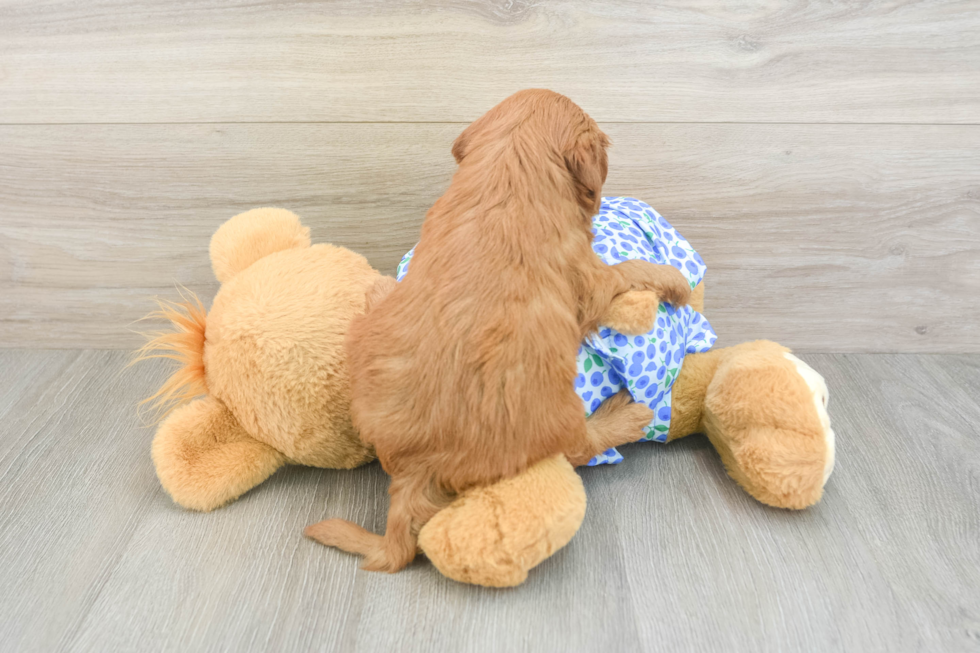 Mini Goldendoodle Puppy for Adoption