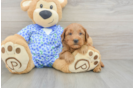 Mini Goldendoodle Pup Being Cute