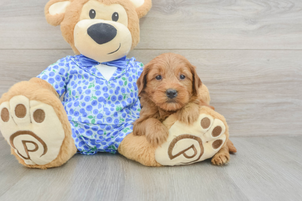 Mini Goldendoodle Pup Being Cute