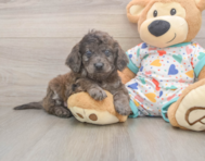 7 week old Mini Goldendoodle Puppy For Sale - Seaside Pups