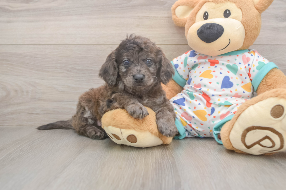 5 week old Mini Goldendoodle Puppy For Sale - Seaside Pups