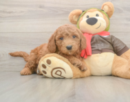 5 week old Mini Goldendoodle Puppy For Sale - Seaside Pups
