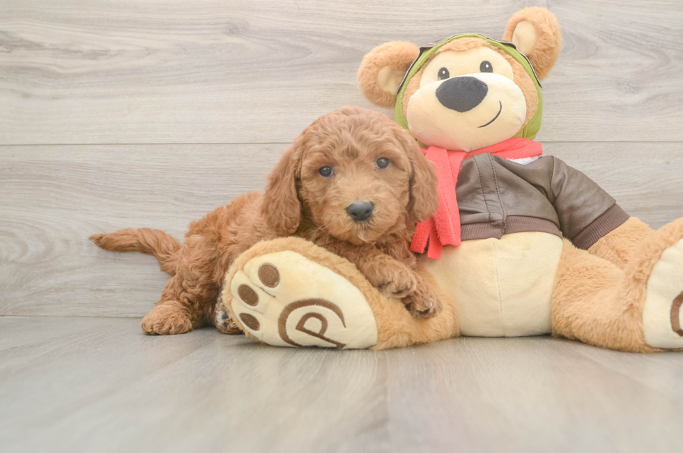5 week old Mini Goldendoodle Puppy For Sale - Seaside Pups