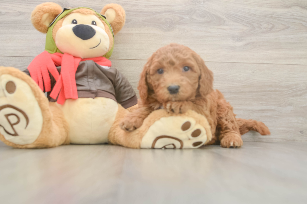 Mini Goldendoodle Pup Being Cute