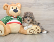 5 week old Mini Goldendoodle Puppy For Sale - Seaside Pups