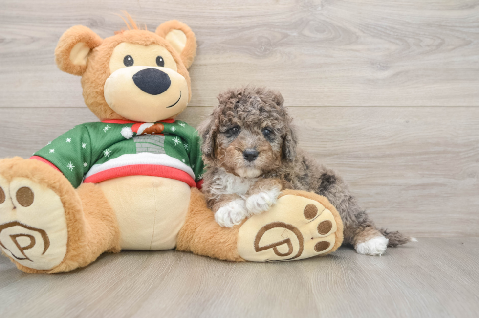 5 week old Mini Goldendoodle Puppy For Sale - Seaside Pups