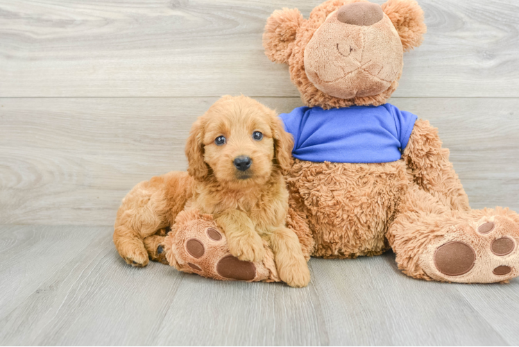 Mini Goldendoodle Puppy for Adoption