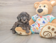 7 week old Mini Goldendoodle Puppy For Sale - Seaside Pups