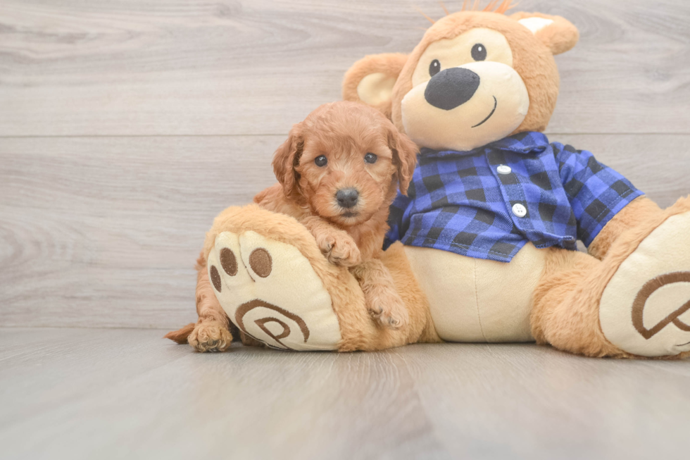 Happy Mini Goldendoodle Baby