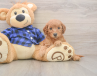 6 week old Mini Goldendoodle Puppy For Sale - Seaside Pups