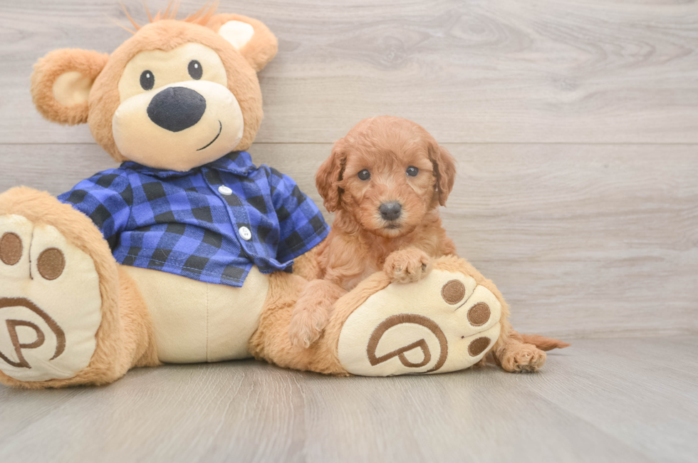 6 week old Mini Goldendoodle Puppy For Sale - Seaside Pups