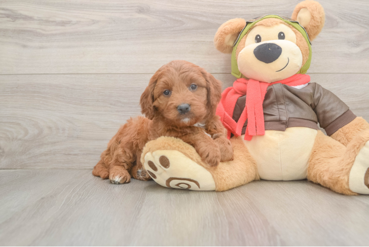 Energetic Golden Doodle Poodle Mix Puppy