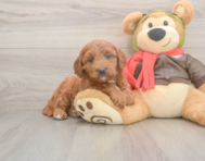 6 week old Mini Goldendoodle Puppy For Sale - Seaside Pups