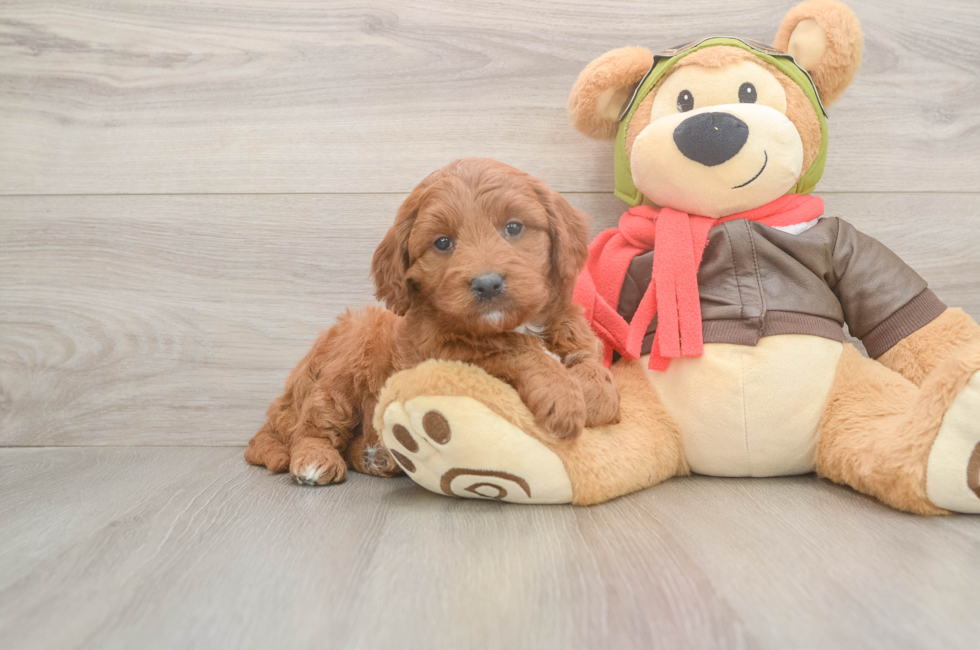 5 week old Mini Goldendoodle Puppy For Sale - Seaside Pups