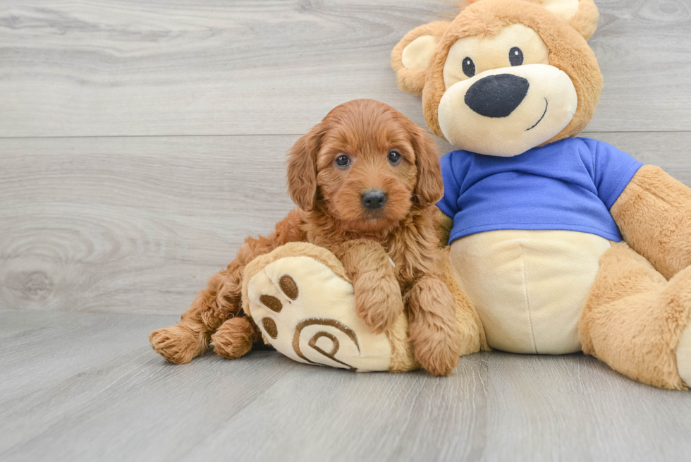 golden retriever poodle mix puppy