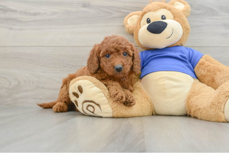 Funny Mini Goldendoodle Poodle Mix Pup