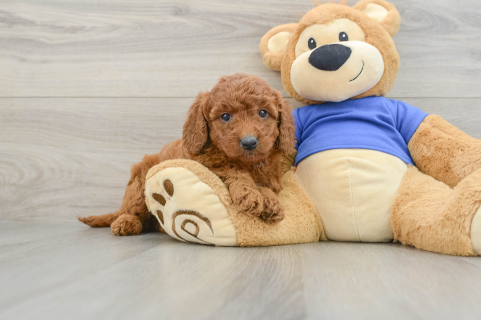 Funny Mini Goldendoodle Poodle Mix Pup