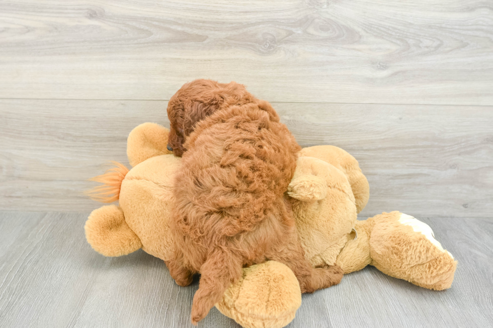 Smart Mini Goldendoodle Poodle Mix Pup