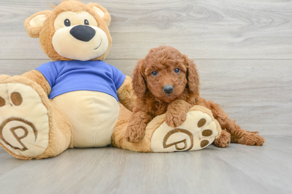 Mini Goldendoodle Pup Being Cute