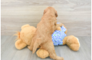 Sweet Mini Goldendoodle Baby