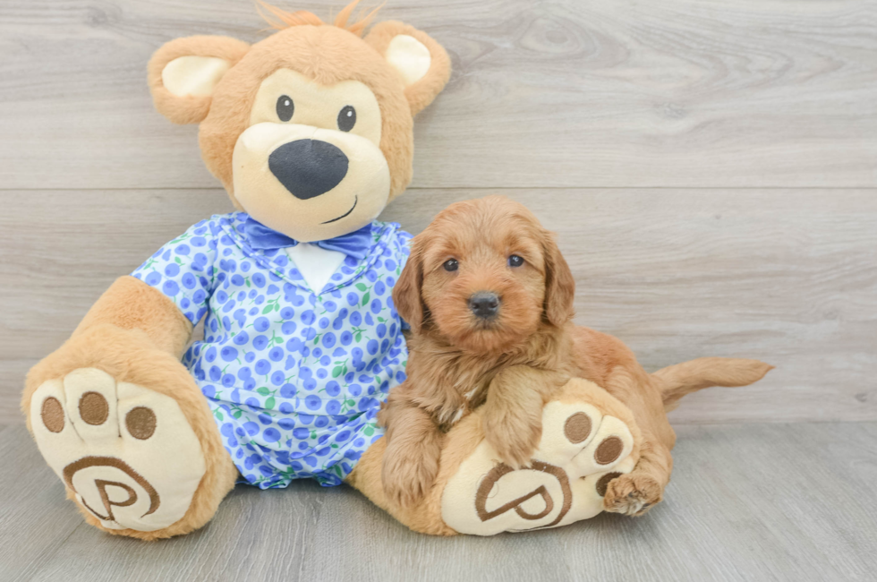 5 week old Mini Goldendoodle Puppy For Sale - Seaside Pups