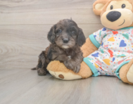 7 week old Mini Goldendoodle Puppy For Sale - Seaside Pups