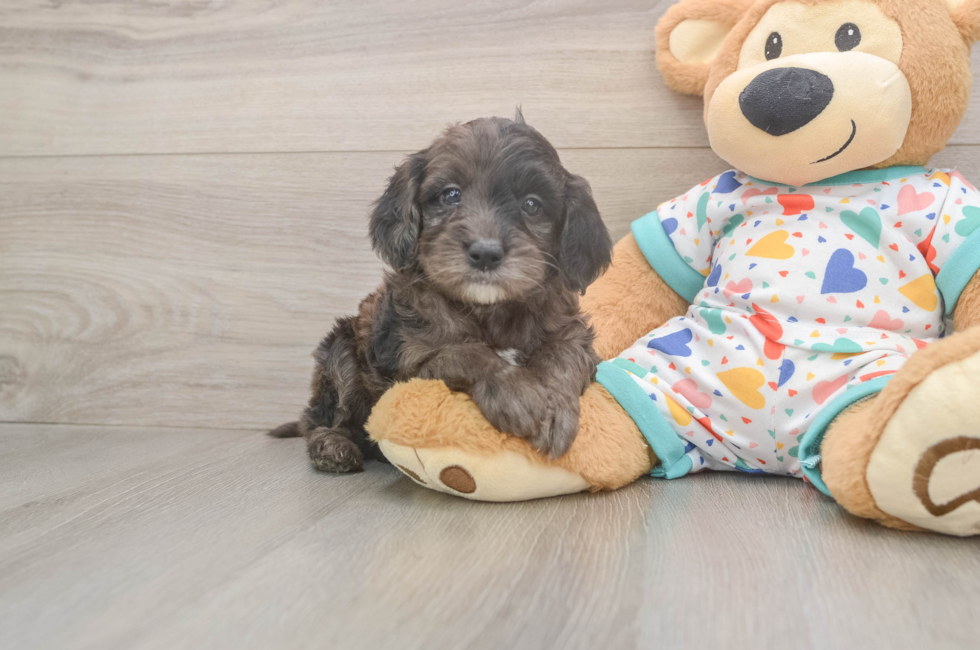 5 week old Mini Goldendoodle Puppy For Sale - Seaside Pups