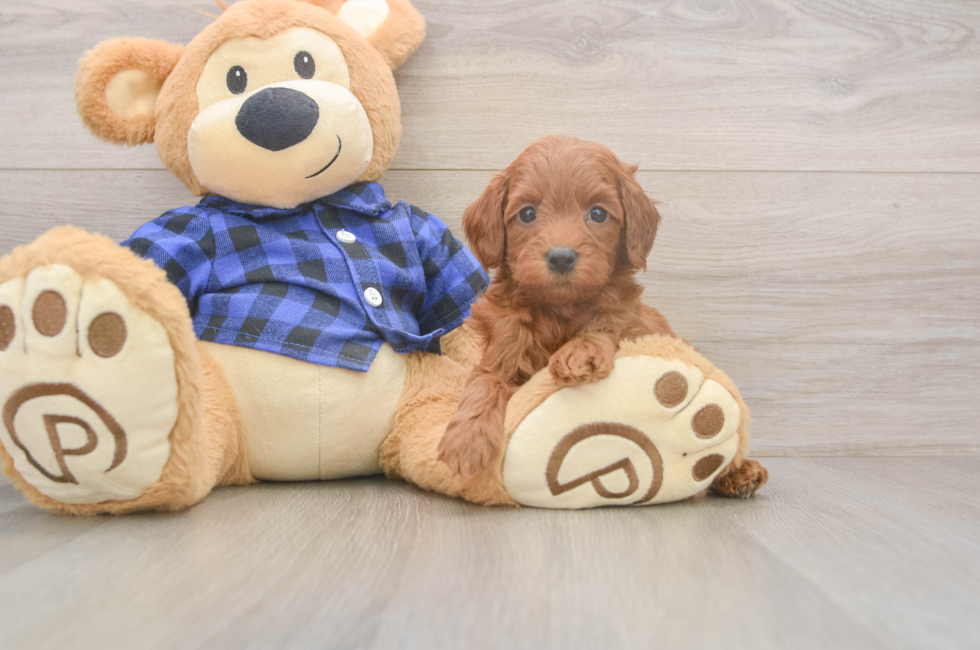 6 week old Mini Goldendoodle Puppy For Sale - Seaside Pups