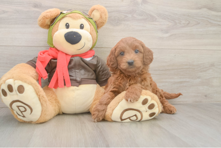 Mini Goldendoodle Pup Being Cute