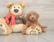 5 week old Mini Goldendoodle Puppy For Sale - Seaside Pups
