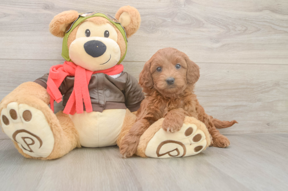 5 week old Mini Goldendoodle Puppy For Sale - Seaside Pups