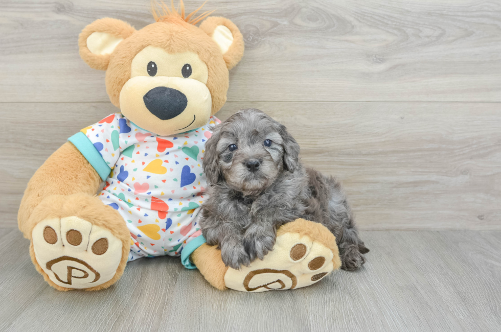 8 week old Mini Goldendoodle Puppy For Sale - Seaside Pups