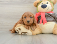 7 week old Mini Goldendoodle Puppy For Sale - Seaside Pups