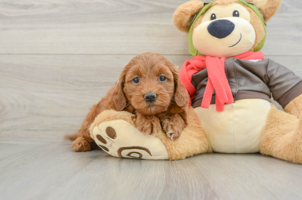 5 week old Mini Goldendoodle Puppy For Sale - Seaside Pups