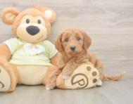 7 week old Mini Goldendoodle Puppy For Sale - Seaside Pups