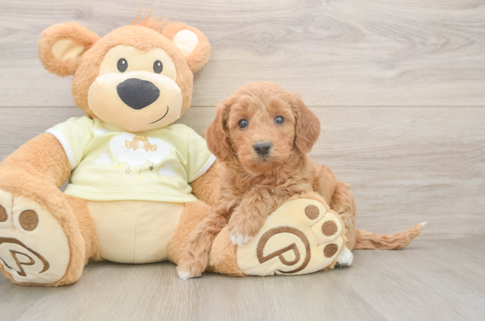 5 week old Mini Goldendoodle Puppy For Sale - Seaside Pups