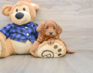 6 week old Mini Goldendoodle Puppy For Sale - Seaside Pups