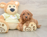 6 week old Mini Goldendoodle Puppy For Sale - Seaside Pups
