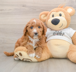 6 week old Mini Goldendoodle Puppy For Sale - Seaside Pups