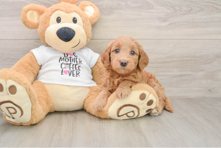 Mini Goldendoodle Pup Being Cute