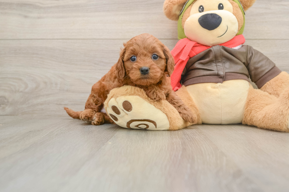 Mini Goldendoodle Puppy for Adoption