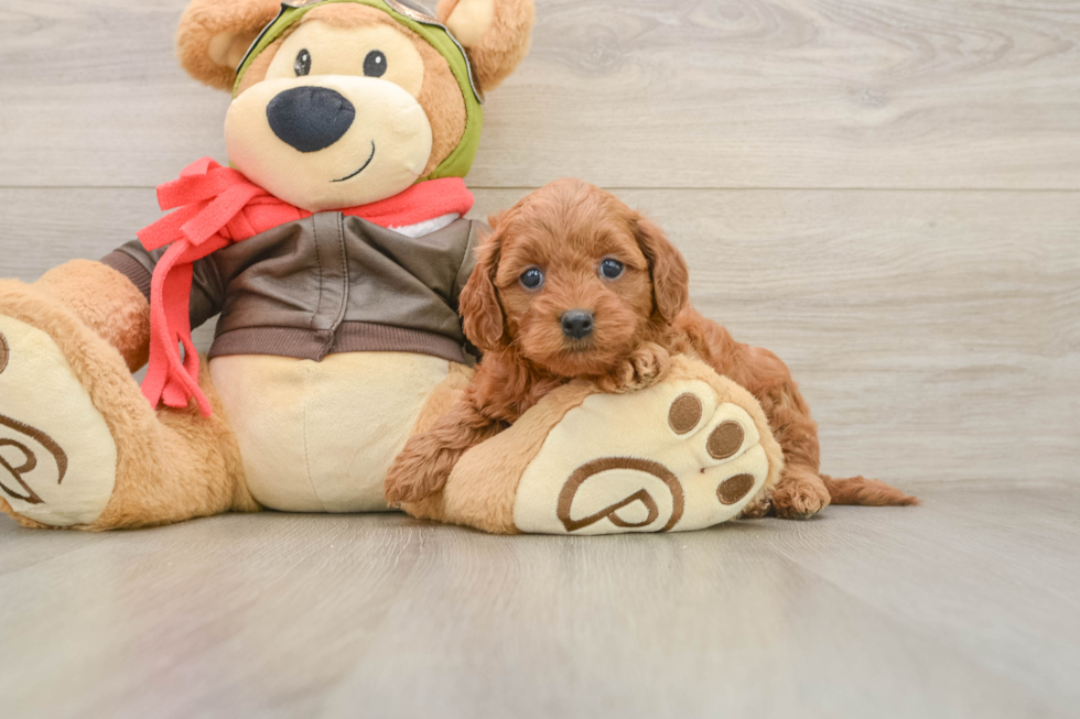 Adorable Golden Retriever Poodle Mix Poodle Mix Puppy