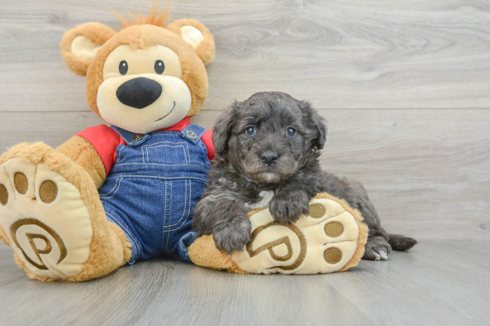 Fluffy Mini Goldendoodle Poodle Mix Pup