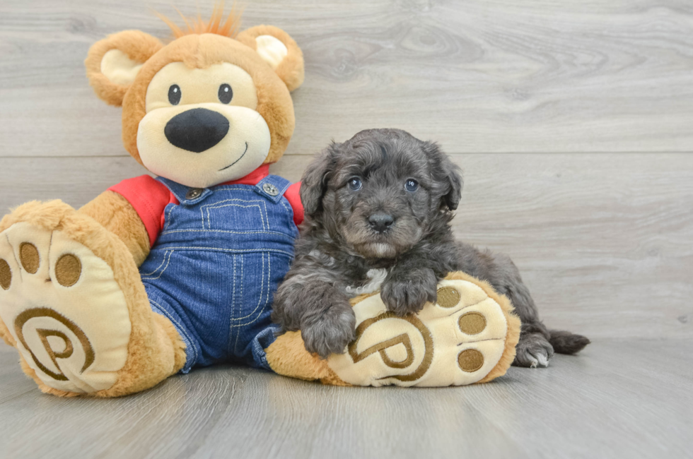 6 week old Mini Goldendoodle Puppy For Sale - Seaside Pups