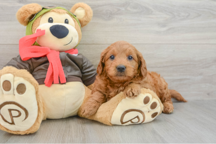 Mini Goldendoodle Puppy for Adoption