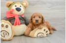 Mini Goldendoodle Puppy for Adoption