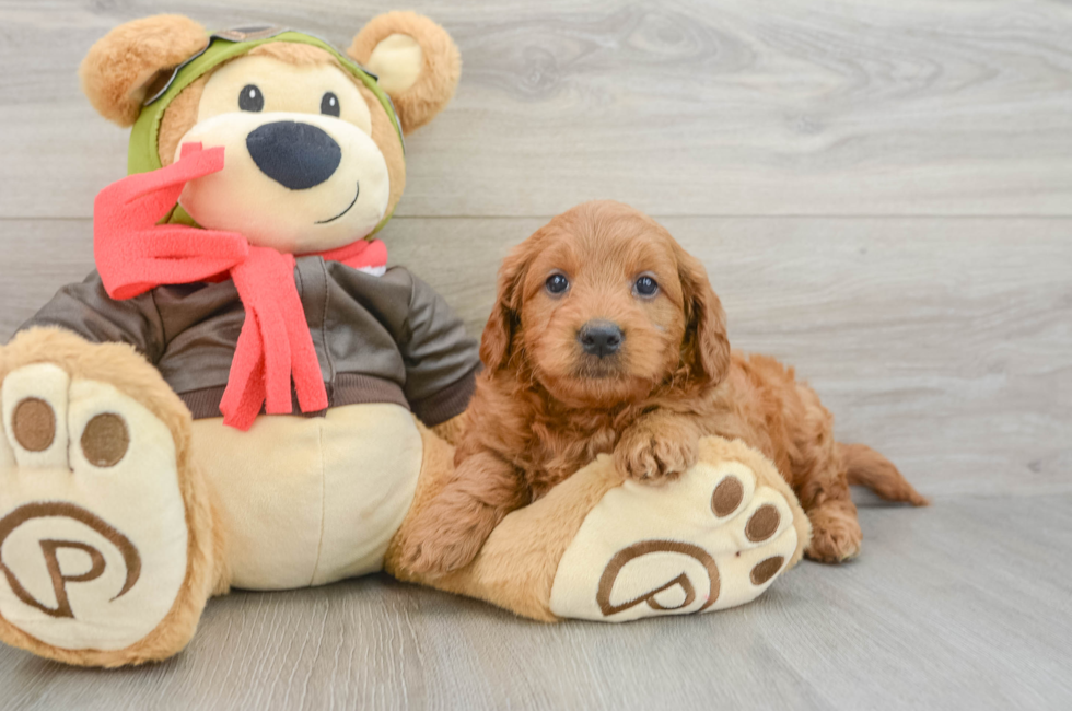 5 week old Mini Goldendoodle Puppy For Sale - Seaside Pups