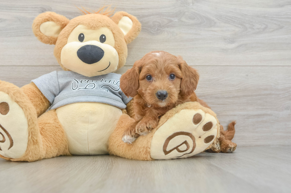 6 week old Mini Goldendoodle Puppy For Sale - Seaside Pups