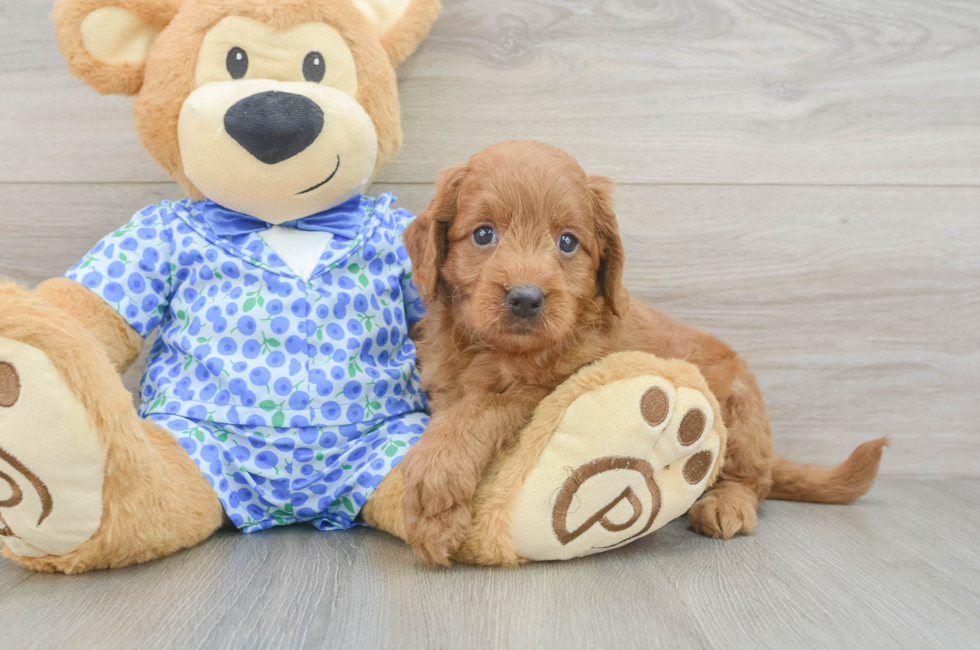 5 week old Mini Goldendoodle Puppy For Sale - Seaside Pups