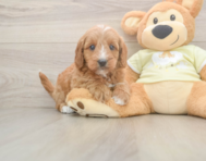 7 week old Mini Goldendoodle Puppy For Sale - Seaside Pups